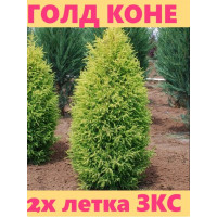 Можжевельник ГОЛД КОНЕ 2.5 литра .2 года 25-35 см
