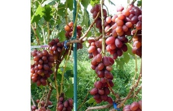 Красная планета , виноград саженцы