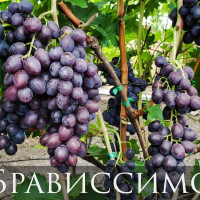 Брависсимо , виноград саженцы