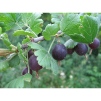 Легинь крыжовник