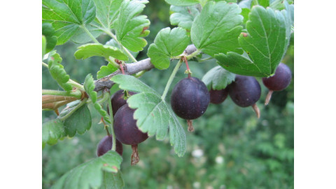 Легинь крыжовник