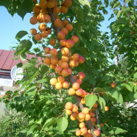 Абрикос Колоновидный Поздний. САННИ  