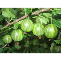 Супер Джонни крыжовник