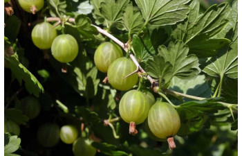 Уральский изумруд крыжовник
