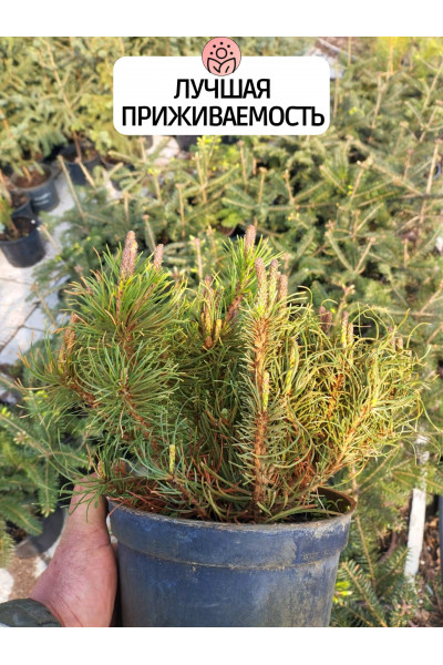 Сосна горная Пумилио - 15-25см, горшок 3 литра Сосна горная Пумилио - 15-25см, горшок 3 литра
