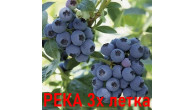 РЕКA Голубика саженцы 3х летки (ЗКС)