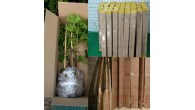 Глобус - смородина крупная ,сладкая. ,саженец.