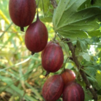 Тиксия - крыжовник , огромная ягода мало шипов. ,саженец.