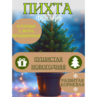Пихта НОВОГОДНЯЯ ПУШИСТАЯ Frazera, 4 года, горшок 4л