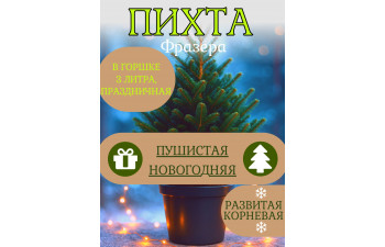 Пихта НОВОГОДНЯЯ ПУШИСТАЯ Frazera, 4 года, горшок 4л Пихта НОВОГОДНЯЯ ПУШИСТАЯ Frazera, 4 года, горшок 4л