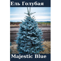 Ель Голубая Majestic Blue С2,5