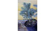 Ель Голубая Majestic Blue С2,5