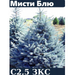 Ель голубая глаука Misty Blue горшок с3 35-50 см 4года