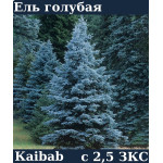 ЕЛЬ ГОЛУБАЯ KAibab ЗKC C 2.5 15-25 см ЕЛЬ ГОЛУБАЯ KAibab ЗKC C 2.5 15-25 см