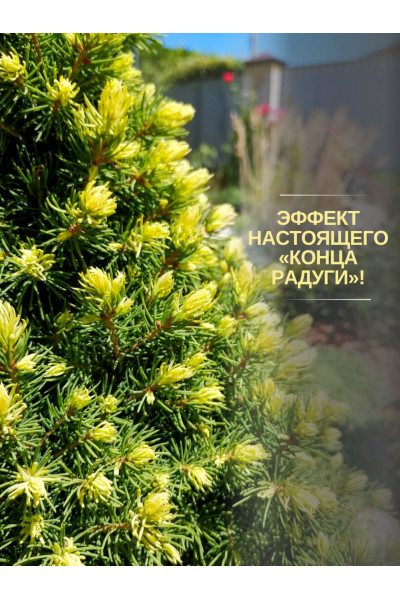 Ель КАРЛИКОВАЯ Радуга Ель КАРЛИКОВАЯ Радуга