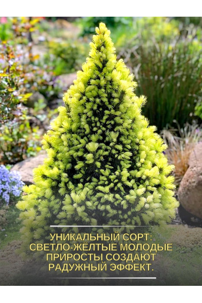 Ель КАРЛИКОВАЯ Радуга Ель КАРЛИКОВАЯ Радуга