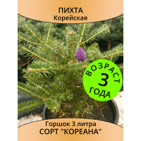 Саженец пихты Koreana, 3 года, 3 литра декоративное хвойное растение для сада