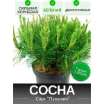 Сосна СИЛЬНАЯ КОРНЕВАЯ 