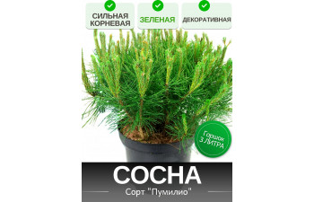 Сосна СИЛЬНАЯ КОРНЕВАЯ 