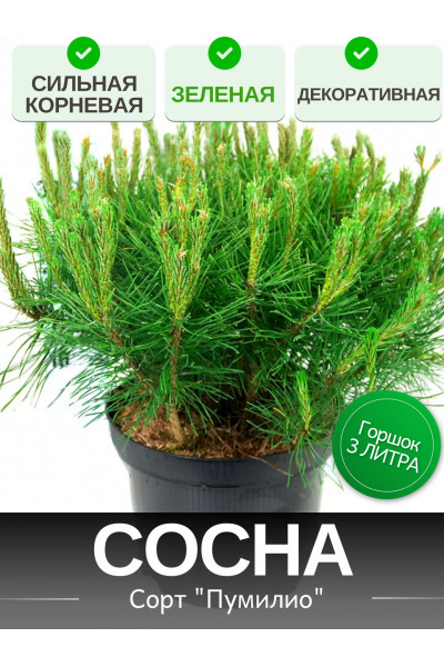 Сосна СИЛЬНАЯ КОРНЕВАЯ 