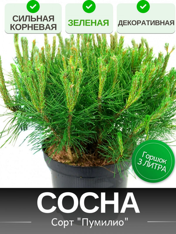 Сосна СИЛЬНАЯ КОРНЕВАЯ 