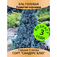 Ель Sanders Blue 3 года, горшок 1 л