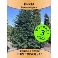 Пихта Фразера новогодняя, 3 года, горшок 3 л