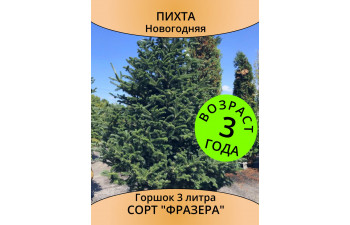 Пихта Фразера новогодняя, 3 года, горшок 3 л Пихта Фразера новогодняя, 3 года, горшок 3 л