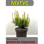 Сосна горная МYГYС - 14-25см, горшок 3 литрA ,развитая корневая . 100 % приживаемость