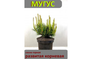 Сосна горная МYГYС - 14-25см, горшок 3 литрA ,развитая корневая . 100 % приживаемость