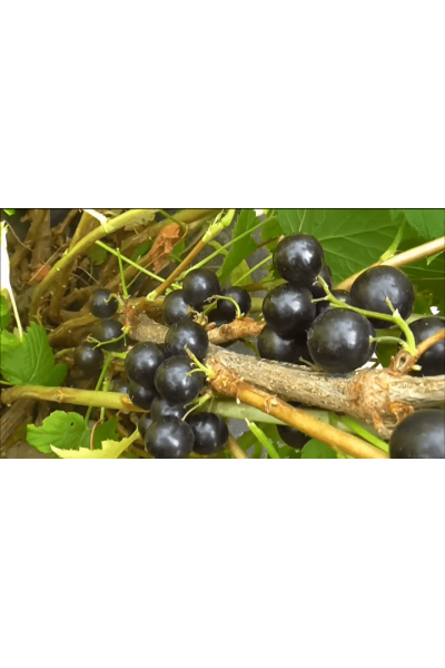 ГФ 6-14-145 Смородина чёрная ГФ 6-14-145 Смородина чёрная