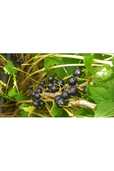 ГФ 6-14-145 Смородина чёрная ГФ 6-14-145 Смородина чёрная