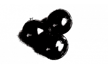 ГФ 6-14-145 Смородина чёрная