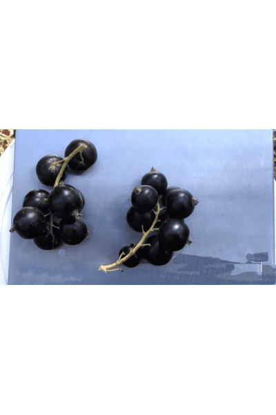 ГФ 6-10-91 Смородина чёрная