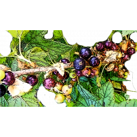 ГФ 99-20-46 Смородина чёрная ГФ 99-20-46 Смородина чёрная