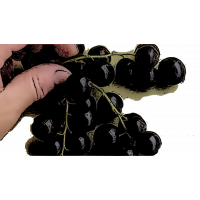 Аркадия Смородина чёрная
