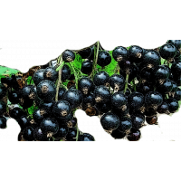 Литвиновская Смородина чёрная