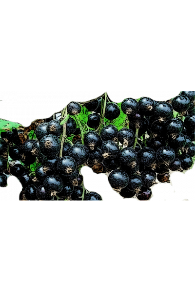 Литвиновская Смородина чёрная