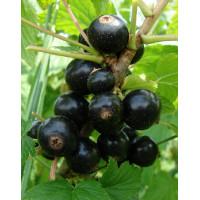 Литвиновская черная смородина