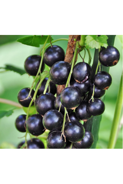 Сокровище черная смородина Сокровище черная смородина