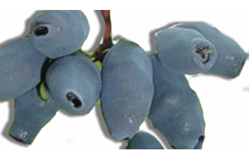 Сибирячка