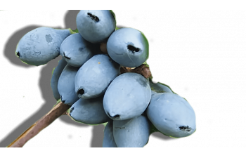 Сильгинка